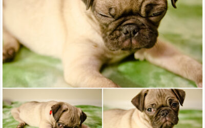 Atlanta Pet Photographer | Samantha & John’s Pug Puppy – Pugsely!