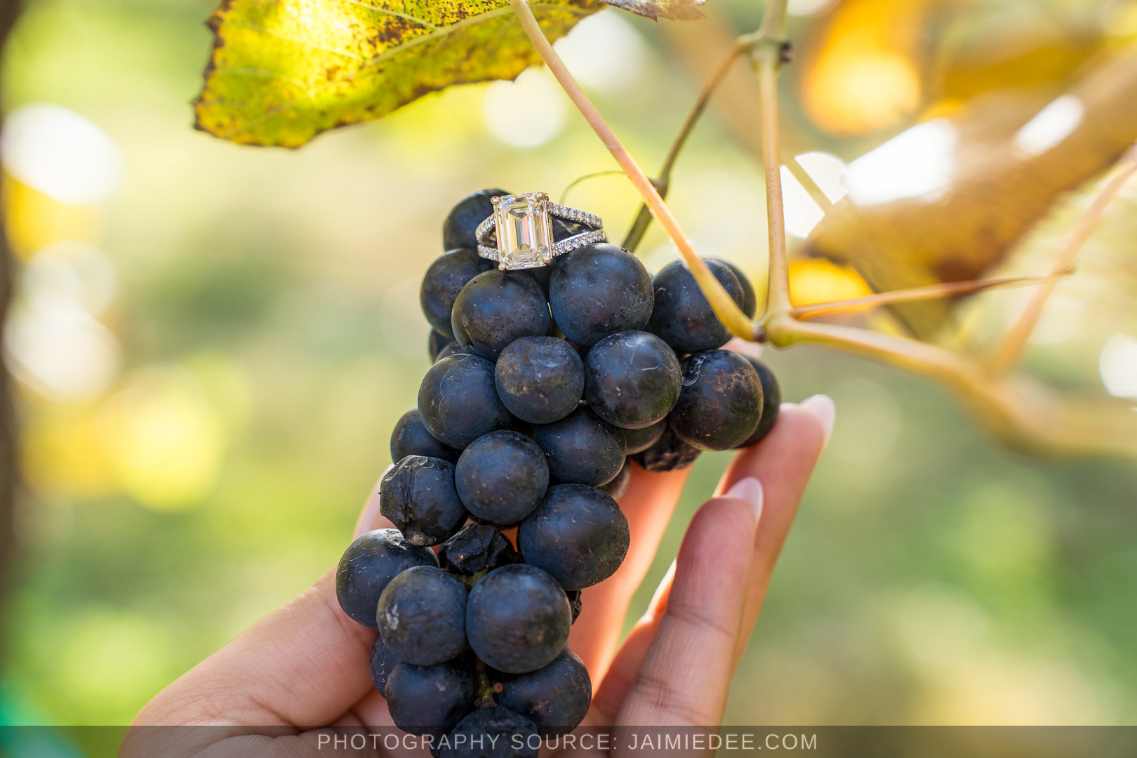 Engagement ring resting on a bunch of dark grapes on the vine at Big Door Vineyards