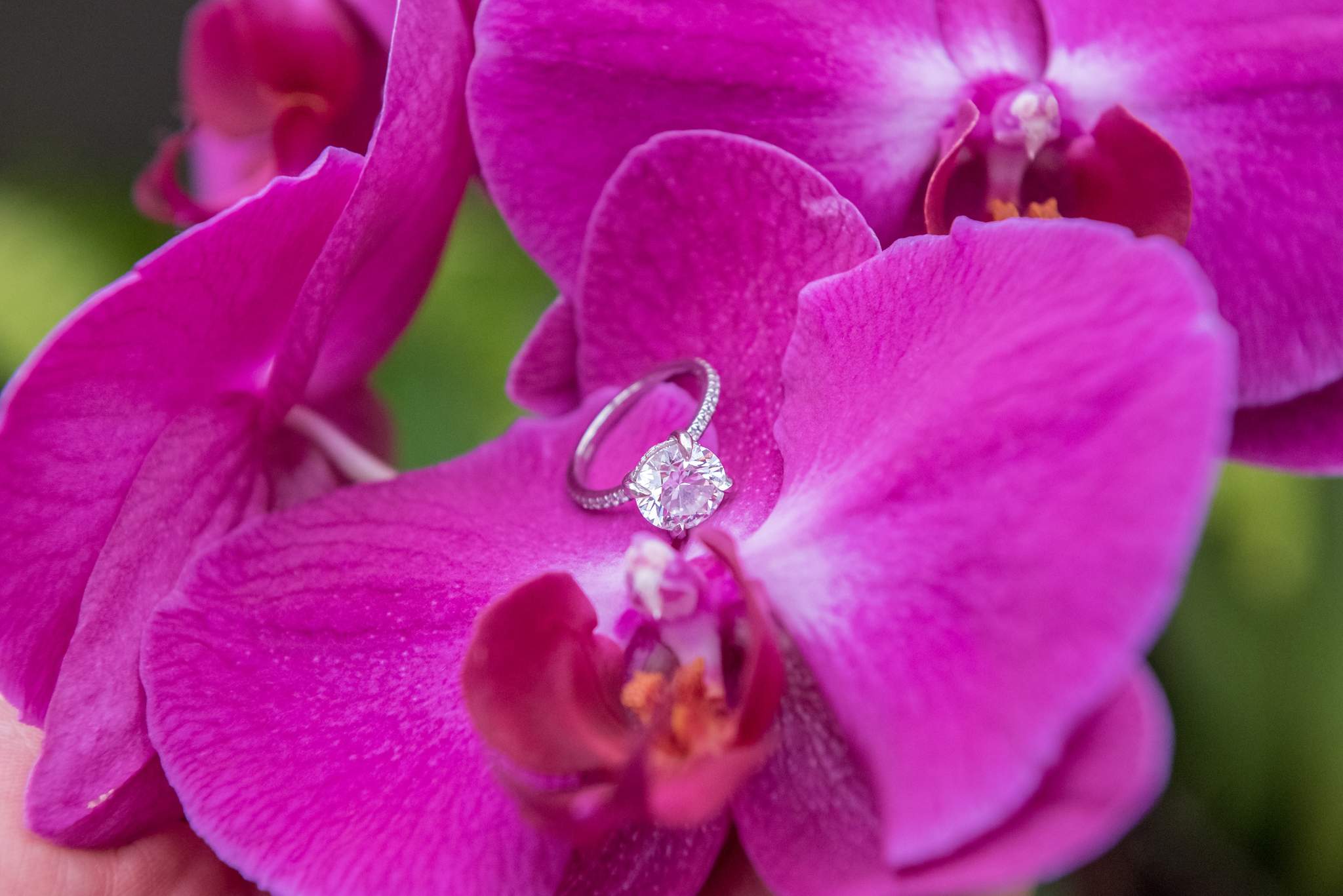 Engagement ring resting on a bright magenta orchid