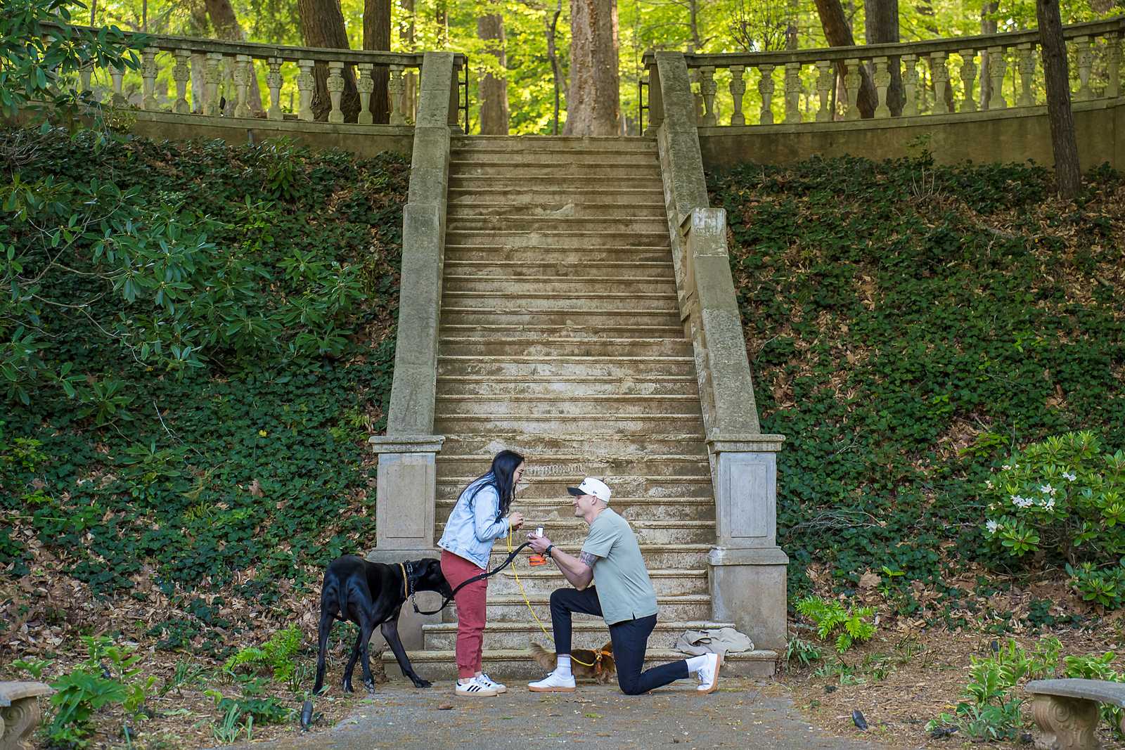 Man kneeling to propose at the foot of the grand stone staircase at Cator Woolford Gardens with the couple's Great Dane and small dog nearby