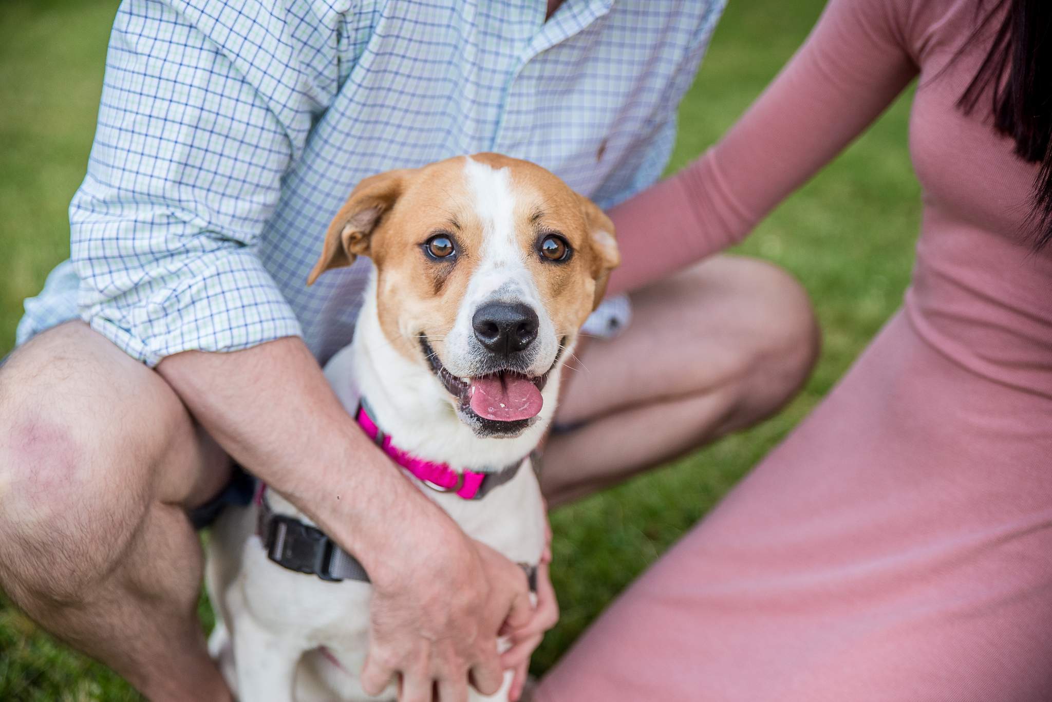 Close-up of a happy tan and white dog in a pink collar sitting between its owners at Piedmont Park