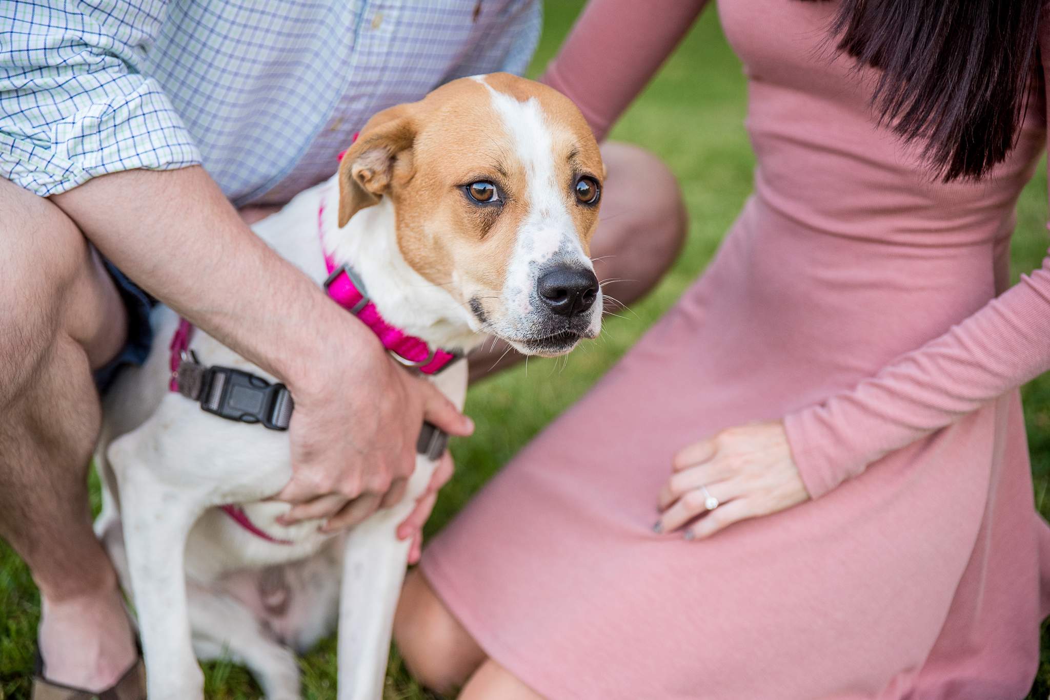 Close-up of a hound mix leaning into its owner's hand as the couple crouches in the grass at Piedmont Park