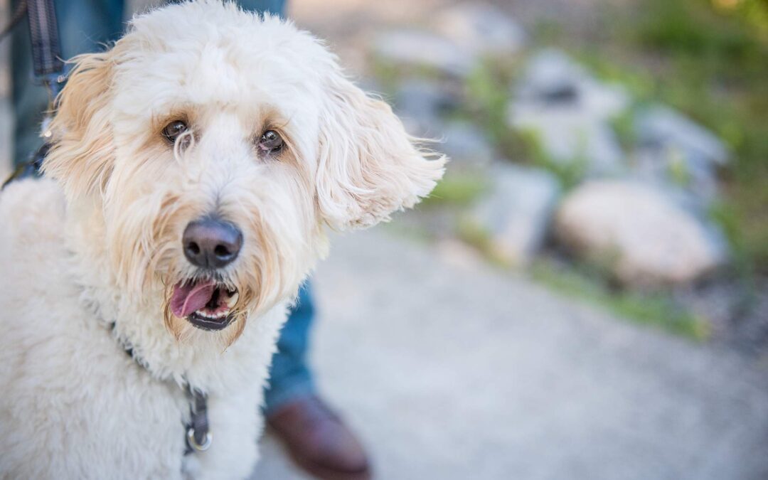 Family Photo Ideas with Dogs: 7 Poses That Feel Natural