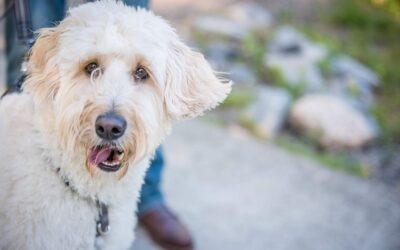Family Photo Ideas with Dogs: 7 Poses That Feel Natural
