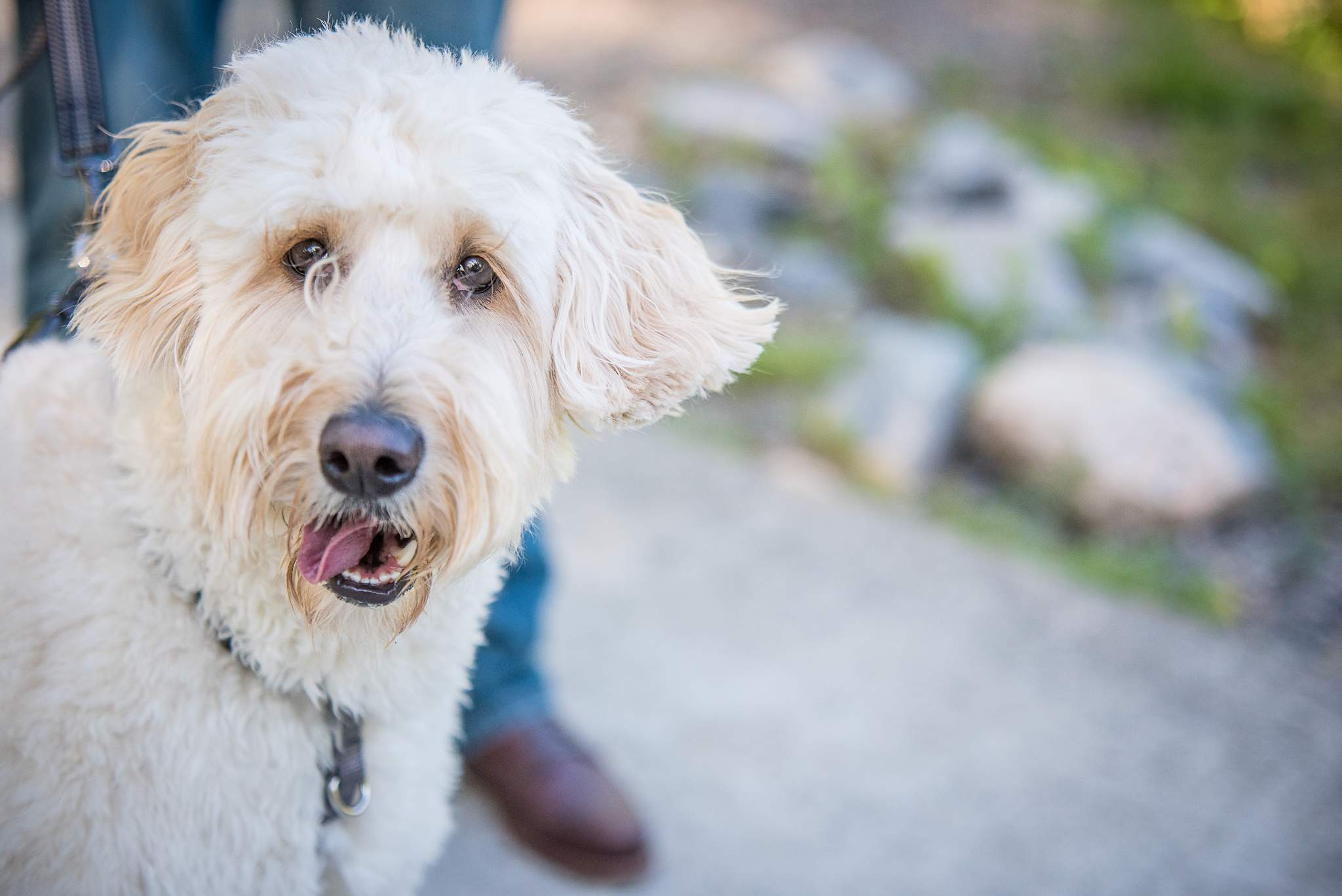 Close-up of a fluffy white doodle on a creekside trail near the historic Roswell Mill