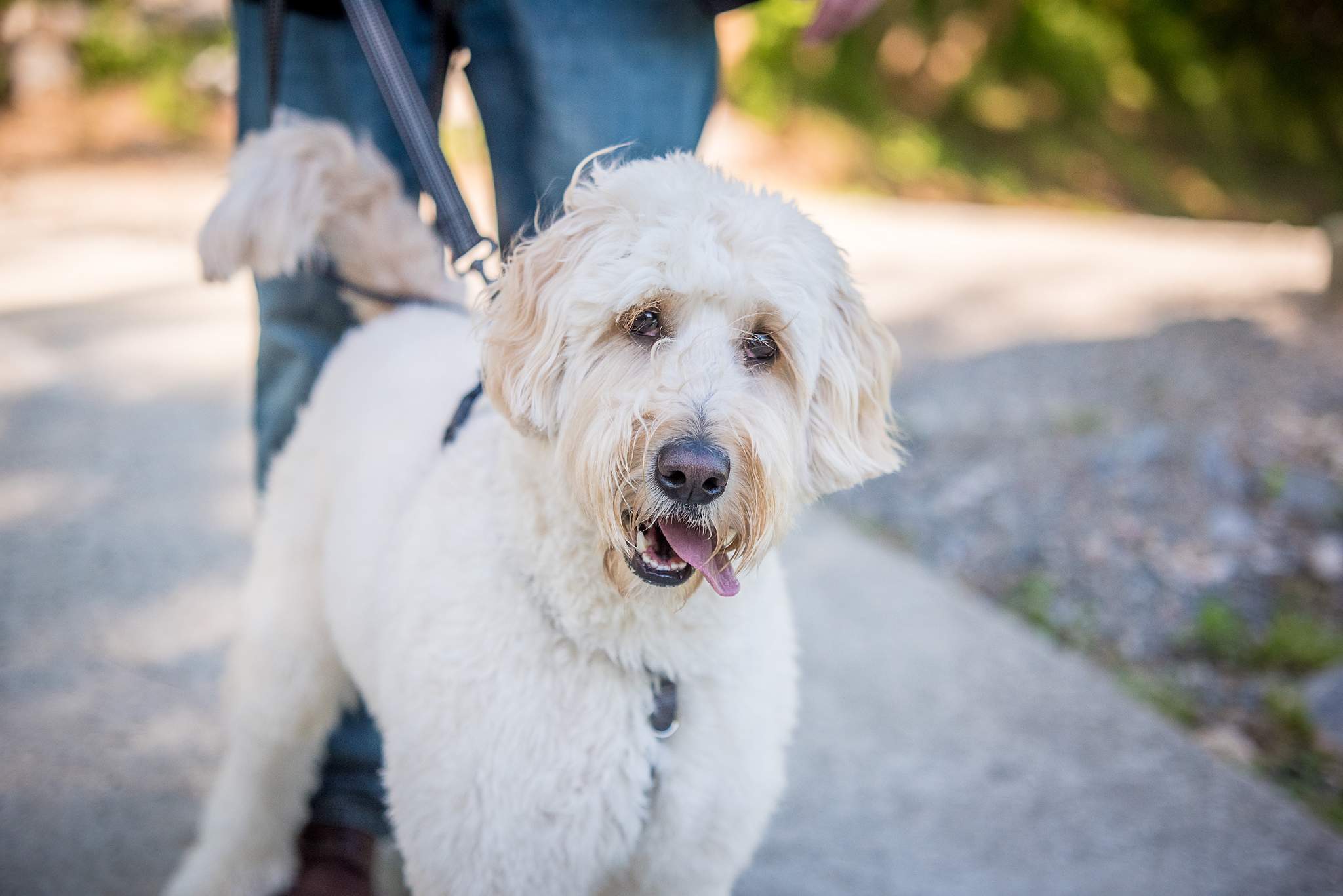 Leashed white doodle smiling at the camera on a trail near Vickery Creek in Roswell