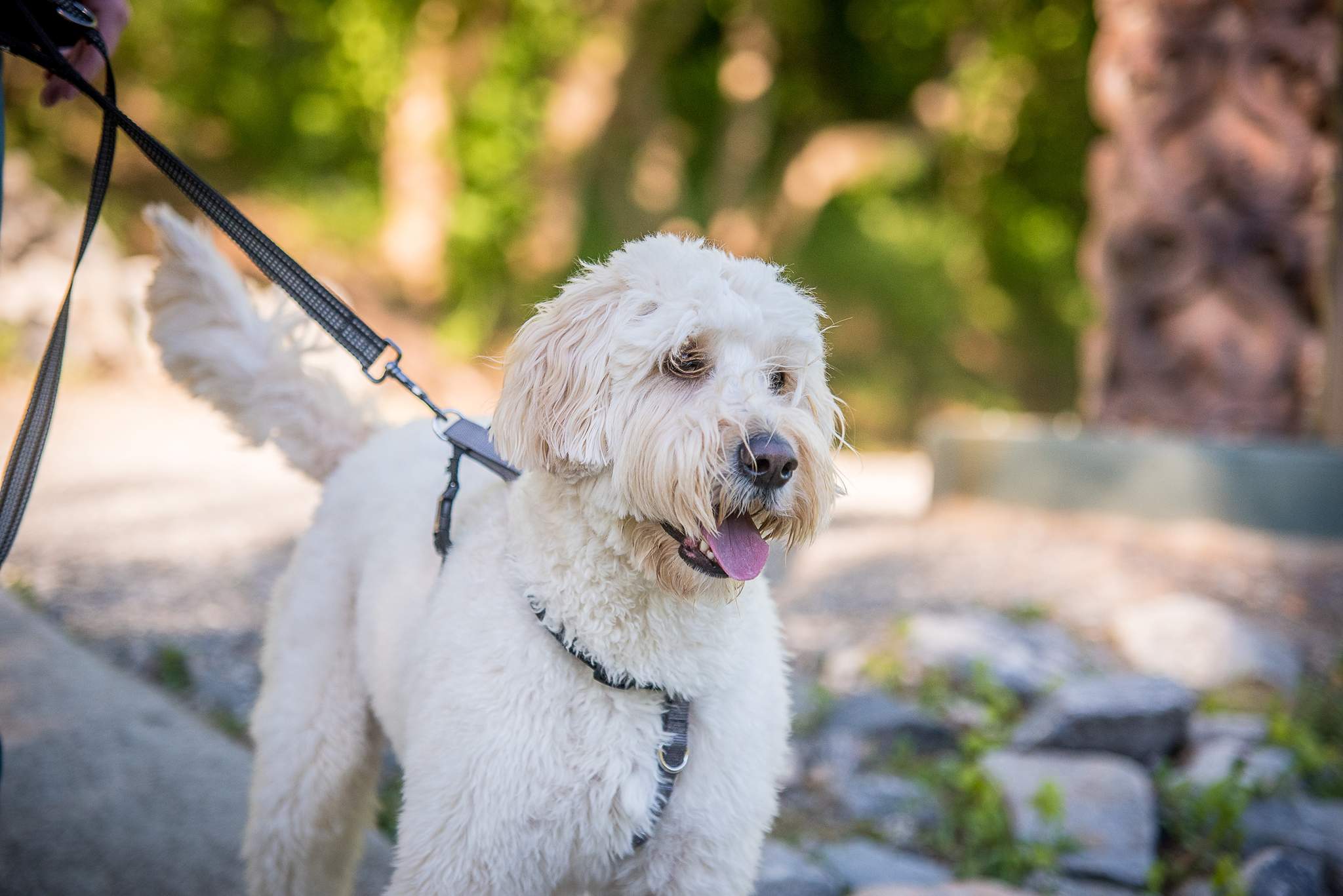 Leashed white doodle walking along a sunny creekside trail near the Roswell Mill