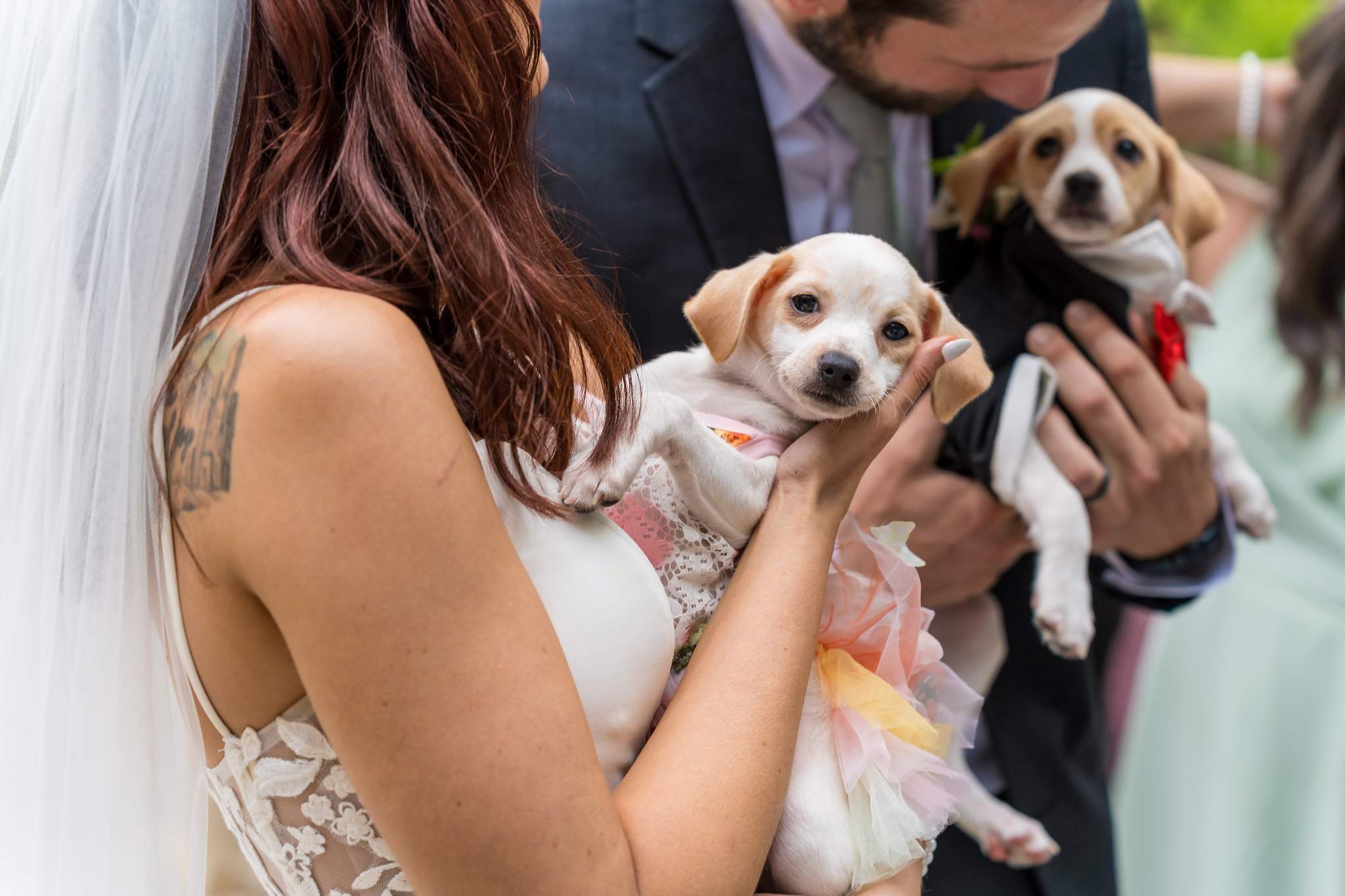Couple holding adoptable puppies at cocktail hour at Shiloh Gardens