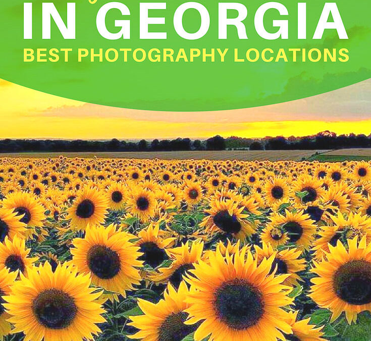 Sunflower Farms in Georgia